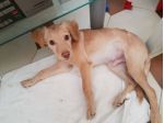 Cucciolo di 4 mesi cerca Amore