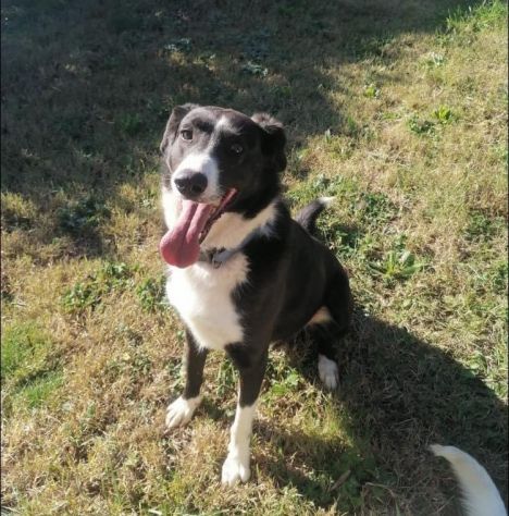 CHARLIE, simil border collie abbandonato cerca casa