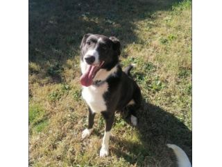 CHARLIE, simil border collie abbandonato cerca casa