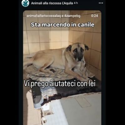 OMBRA ADORABILE CAGNOLONA IN ADOZIONE - Foto 4