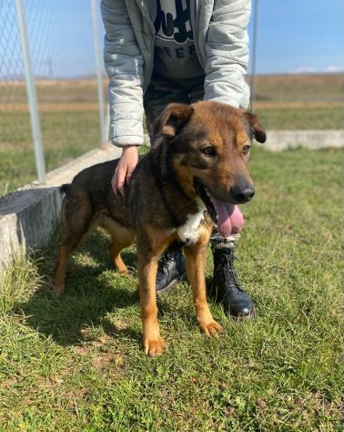 CANE IN ADOZIONE: GIOIELLO un amore di cane. - Foto 5