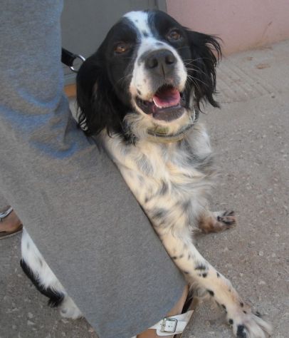 DIANA, splendida setter - Foto 3