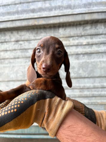 Cuccioli di Bassotto Chocolate - Foto 3