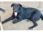 DUE GIOVANI CANI IN GRAVE PERICOLO  INCROCIO PASTORE TEDESCO NERO BOBBY E DRAKE