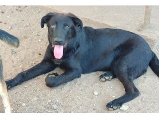 DUE GIOVANI CANI IN GRAVE PERICOLO  INCROCIO PASTORE TEDESCO NERO BOBBY E DRAKE