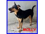 MOLLY 10anni affettuosa lupacchiotta giocherellona