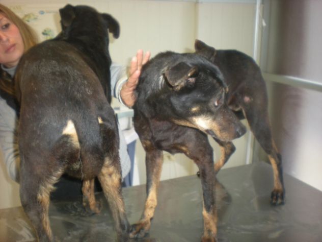 TIMY E PRINCESS, due dolcissime cagnoline taglia piccola - Foto 2