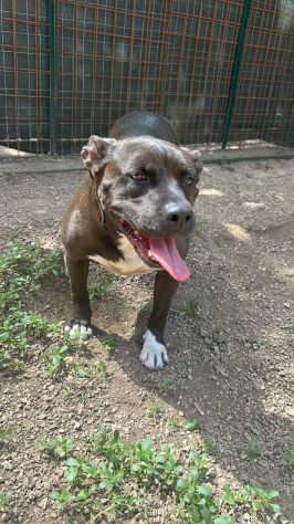 MILA - simil pitbull di 6 anni e mezzo - Foto 4