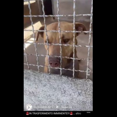 Il dolce Freesby cerca casa cane in adozione - Foto 5