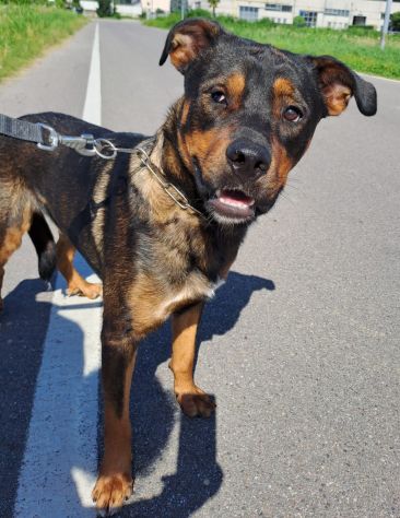 Tiglio, a Milano, cucciolone di 1,5 anni - Foto 3
