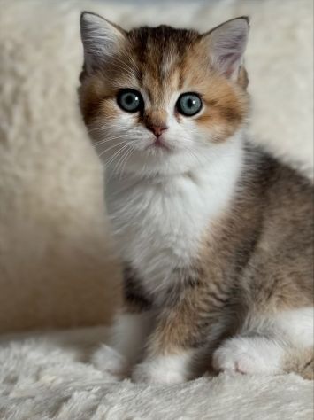 BRITISH SHORTHAIR CUCCIOLI ESOTICI pag personalizzato - Annunci Milano