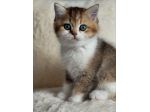 BRITISH SHORTHAIR CUCCIOLI ESOTICI pag personalizzato