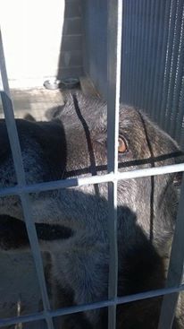 CESARE, il gigante buono - Foto 3