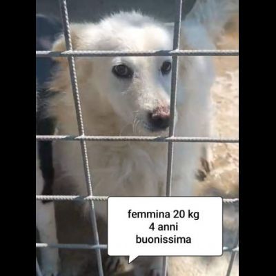 CANI IN ADOZIONE URGE AIUTARLI - Foto 8