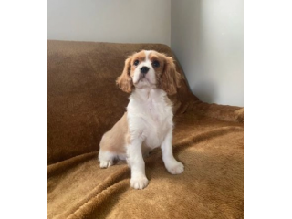 Bellissimi cuccioli di Cavalier King