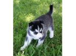 Ultimo Rarissimo Siberian Husky Cucciolino