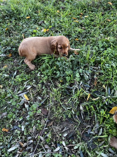 Cuccioli di Shihztu (Shih Tzu) - Foto 6