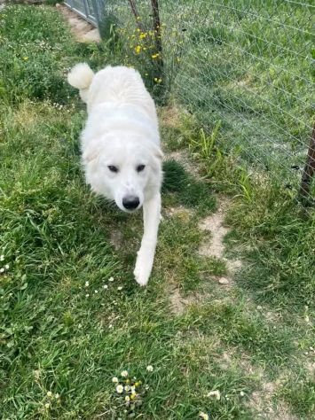 GERICO magnifico, socievole, affettuoso CANE IN ADOZIONE - Foto 7
