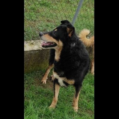 CAMBIA IL DESTINO DI CHI NON PUO' PARLARE, CANE IN ADOZIONE - Foto 7