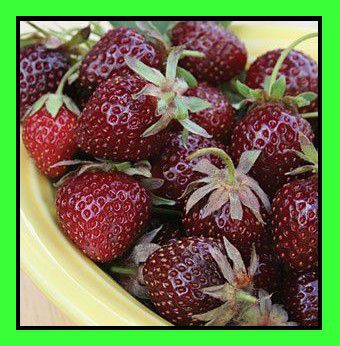 Fragola Mora