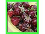 Fragola Mora