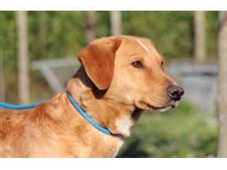 ANETO, doclissimo mix labrador URGENTE