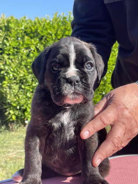 Cuccioli Boxer - Foto 5
