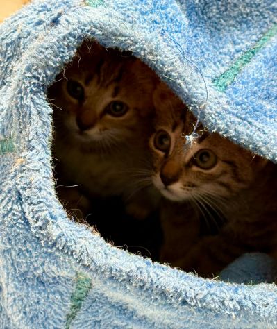 Adorabili gattini in adozione! - Foto 5
