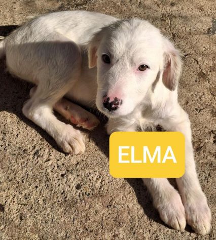 CUCCIOLE 3 MESI E MEZZO taglia media SONO IN CANILE - Foto 4