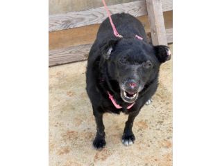 Ninuccia una cagnolina super simpatica
