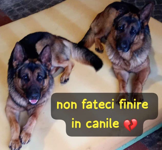 COPPIA DI PASTORI TEDESCHI 4 ANNI - Foto 2