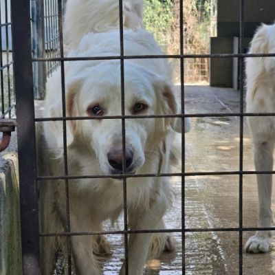 DANTE E ULISSE MIX PMA E GOLDEN CERCANO CASA, CANI IN ADOZIONE - Foto 7