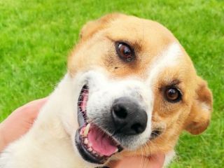 CATELLO: cagnolino in adozione