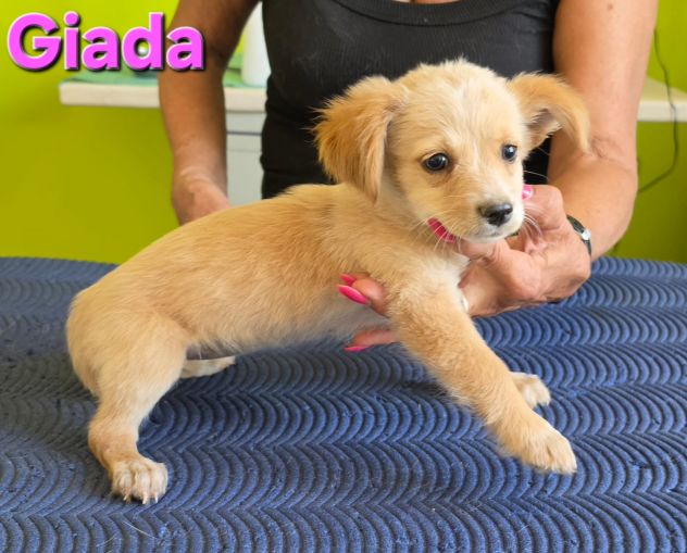 GIADA,cucciola mix volpino breton - Foto 8