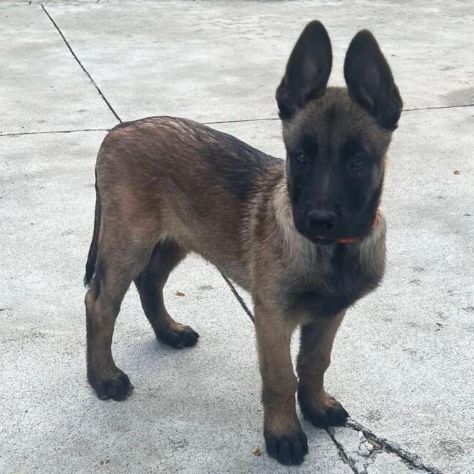 Cuccioli di Pastore Belga Malinois - Foto 2