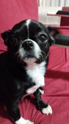 Chihuahua in regalo - Foto 6