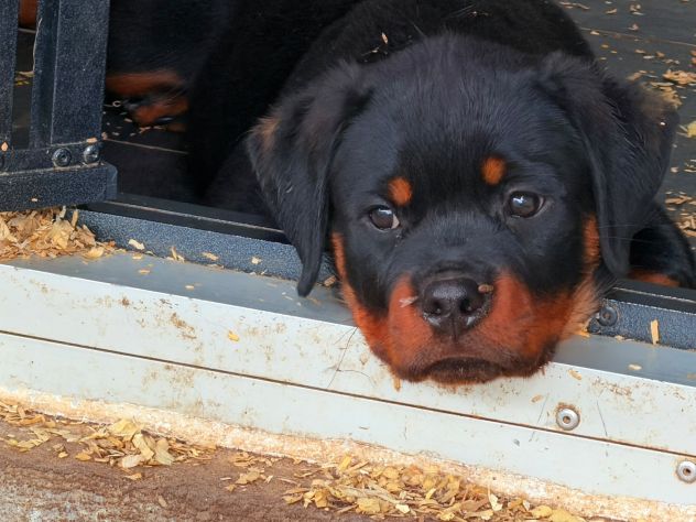 Cuccioli Rottweiler pedigree Enci pagamenti agevolati - Foto 5