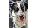 CANE IN ADOZIONE: ESCAPE, taglia medio contenuta.