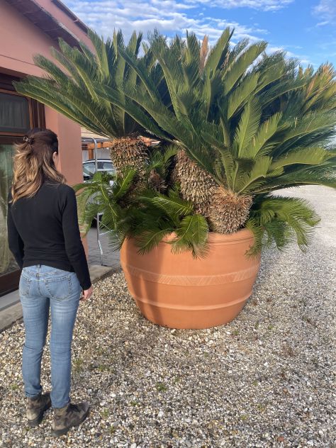Grande Cycas Revoluta ornamentale adulta - Foto 9