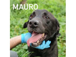 Mauro simil labrador