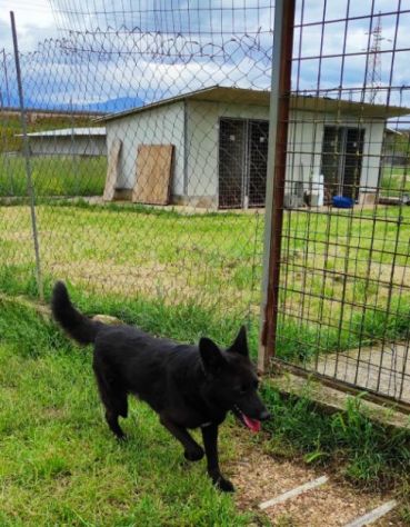 CAGNOLINO IN ADOZIONE: ALBERTO, piccolo lupetto. - Foto 8