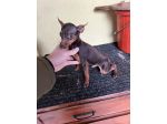 Pinscher Cioccolato (maschietti)