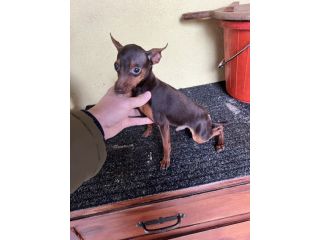 Pinscher Cioccolato (maschietti)