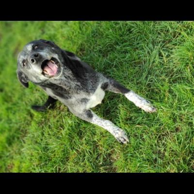 MAI SCELTO: DISCRETO E PACATO CAGNOLINO IN ADOZIONE TAGLIA MEDIO CONTENUTA - Foto 9