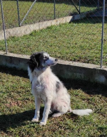 CANE IN ADOZIONE: PEGGY - Foto 3