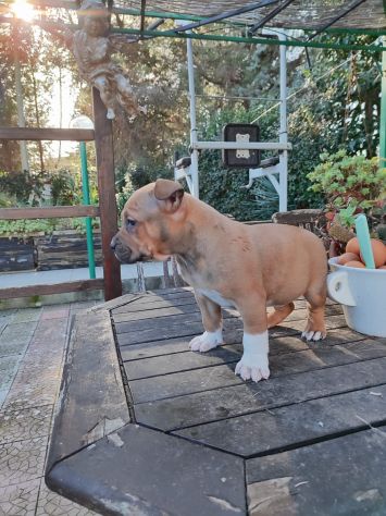 Cucciolo Amstaff con pedigree - Foto 7