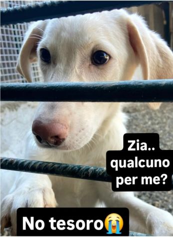 SAMUEL DELICATO E DOLCISSIMO CUCCIOLO IN ADOZIONE