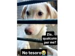 SAMUEL DELICATO E DOLCISSIMO CUCCIOLO IN ADOZIONE