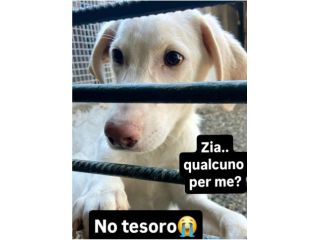 SAMUEL DELICATO E DOLCISSIMO CUCCIOLO IN ADOZIONE