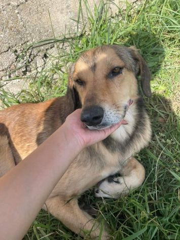 UBALDA E UGOLINO CAGNOLINI IN ADOZIONE - Foto 4